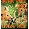 Promo 🛒 Born Free / Living Free DVD - Geoffrey Keen, Edward Judd 🌟