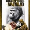 Budget 🔔 Champions Of The Wild Primates, Pandas & Bears 2 Dvd Embossed Tin DVD -   🌟