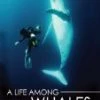 Buy 🎉 A Life Among Whales DVD - Dr. Roger Payne  🔔